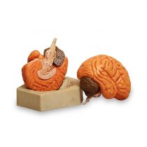 2-part brain model
