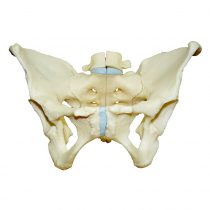 3-part pelvic model