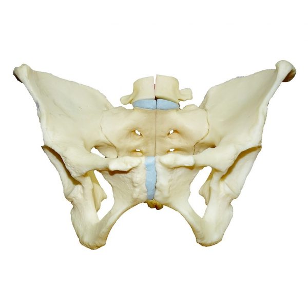 3-part pelvic model