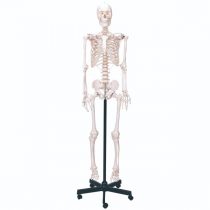 Body skeleton model 1/1 natural