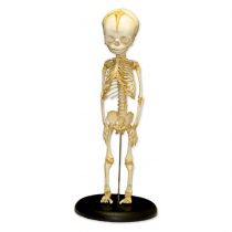 Fetal skeletal massage 15,625,000 Rials