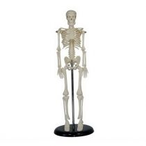 Human body skeleton model1/4 natural end