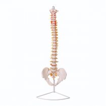 Spinal and pelvic model