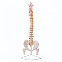 Vulgen spine massage with femoral head