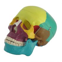 Human skull massage