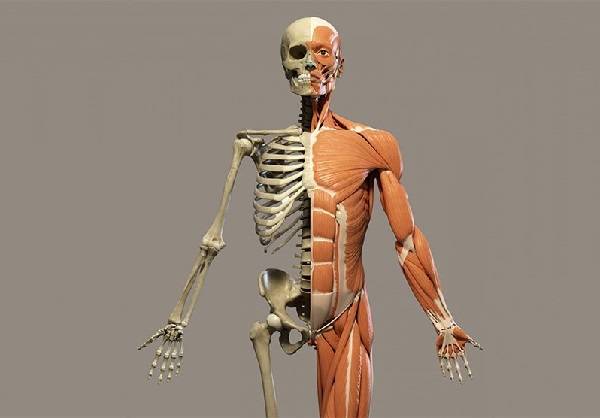 سیستم اسکلتی و استخوان بندی بدن انسان