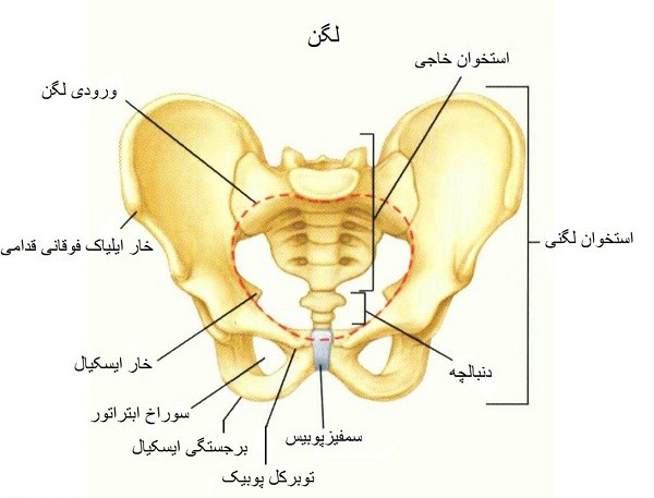 استخوان های تشکیل دهنده لگن