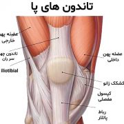 بهترین تمرینات ورزشی برای تقویت زانو