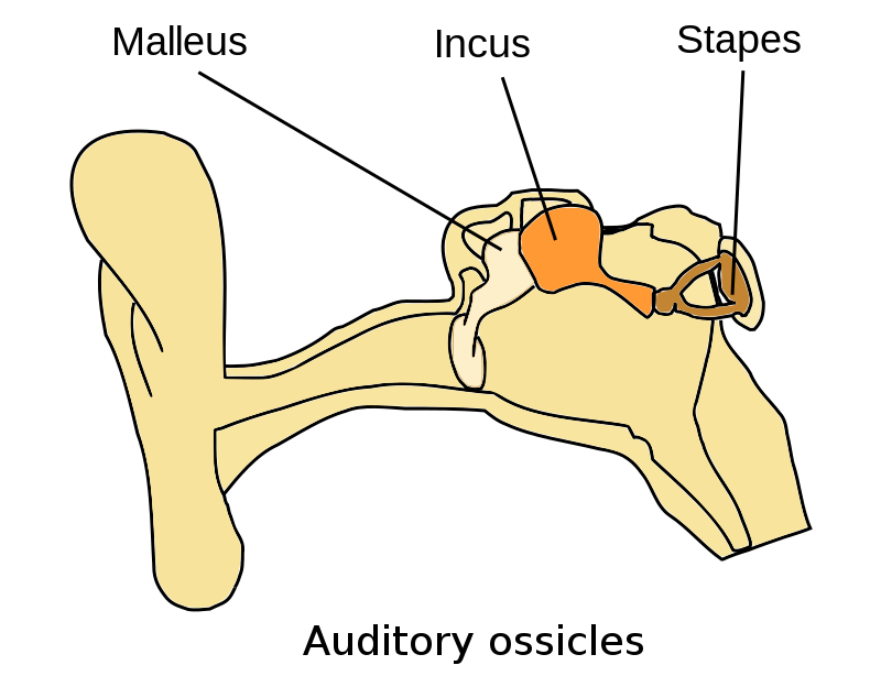 ساختار استخوان رکابی